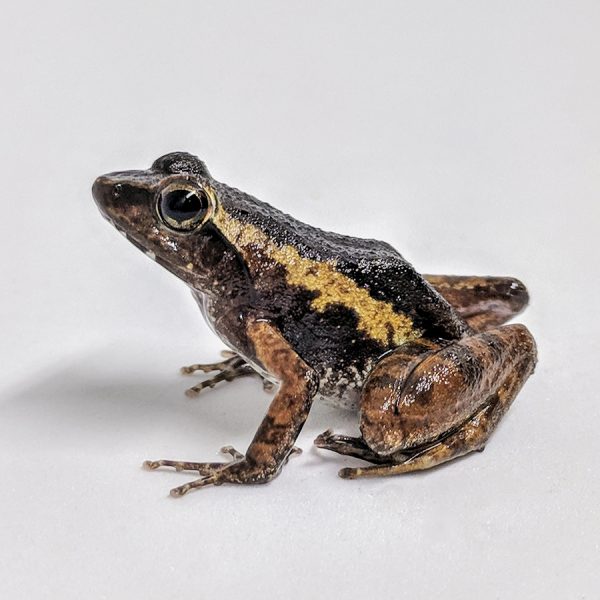 frog on white background