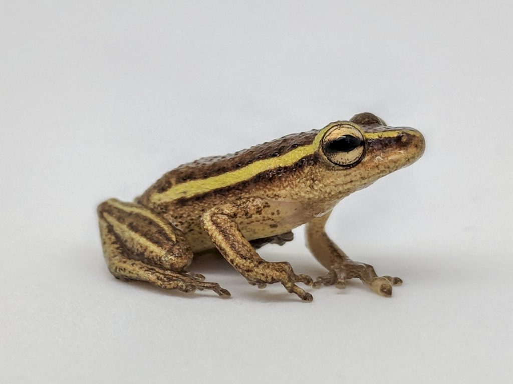 frog on white background