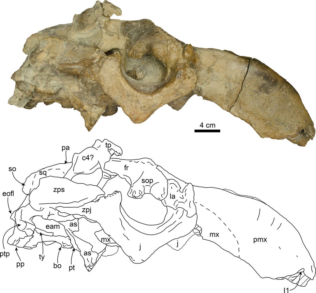 fossil sea cow seen from right side and scientific illustration of bones
