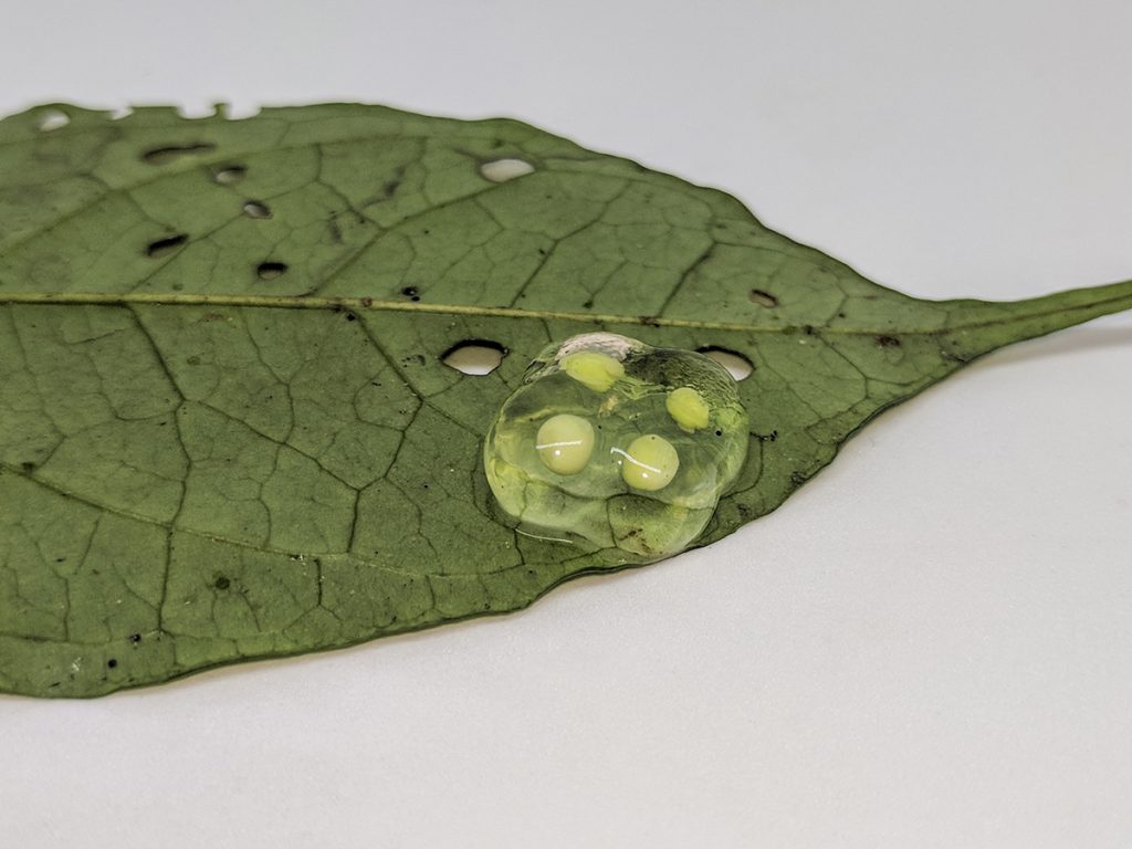 frog eggs on the underside of a leaf