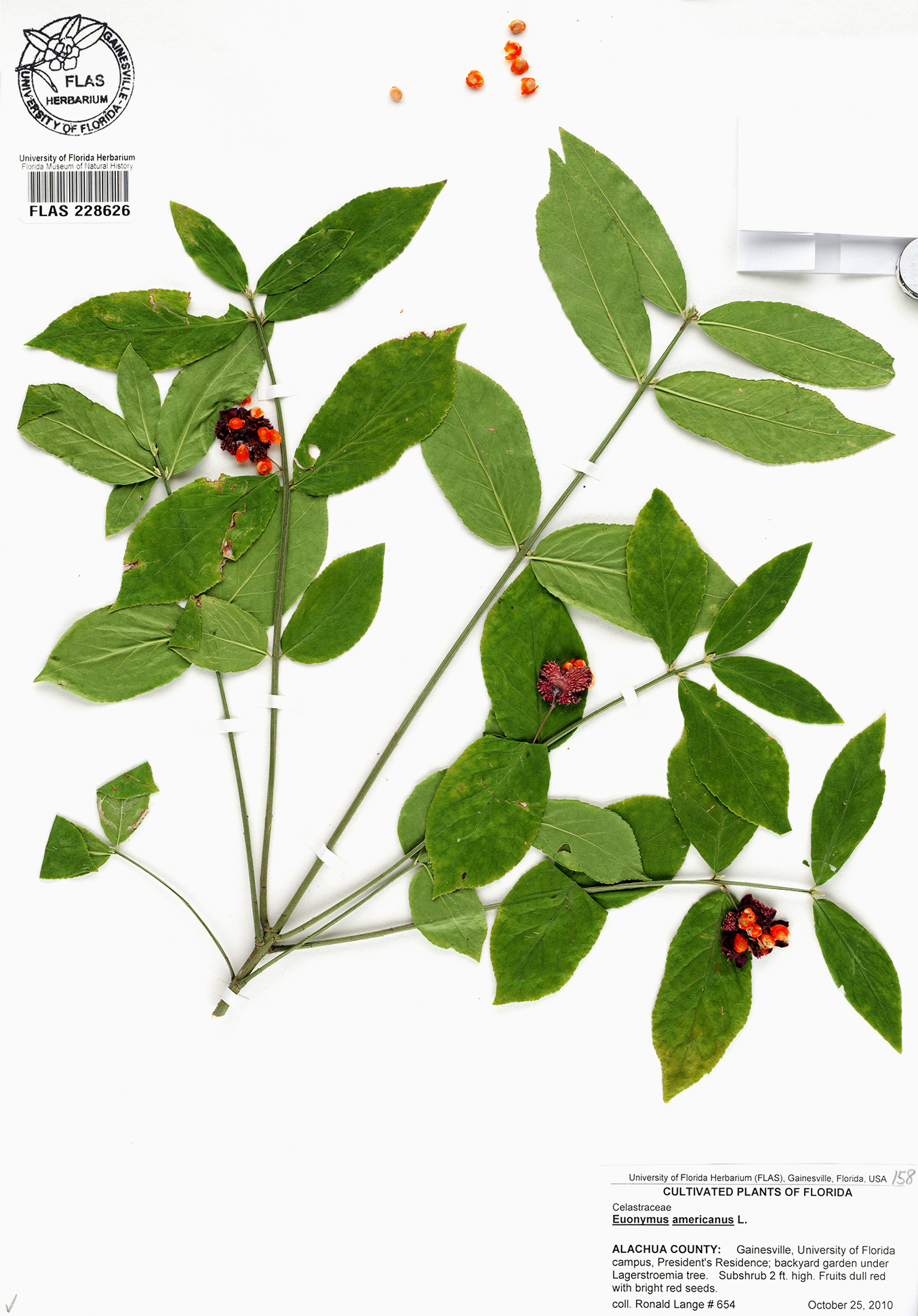 herbarium specimen sheet