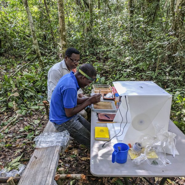 two men prepare specimens at a table set up in the forest