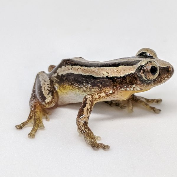 striped frog on a white background