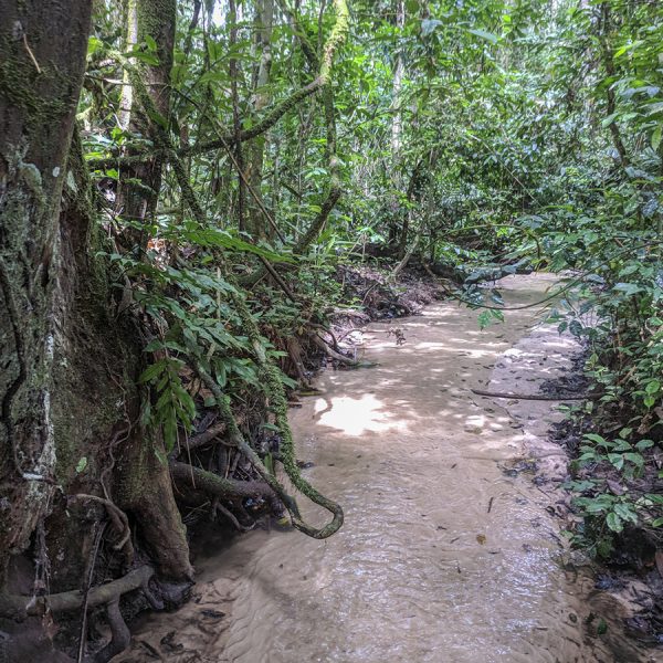 shallow stream in a forest