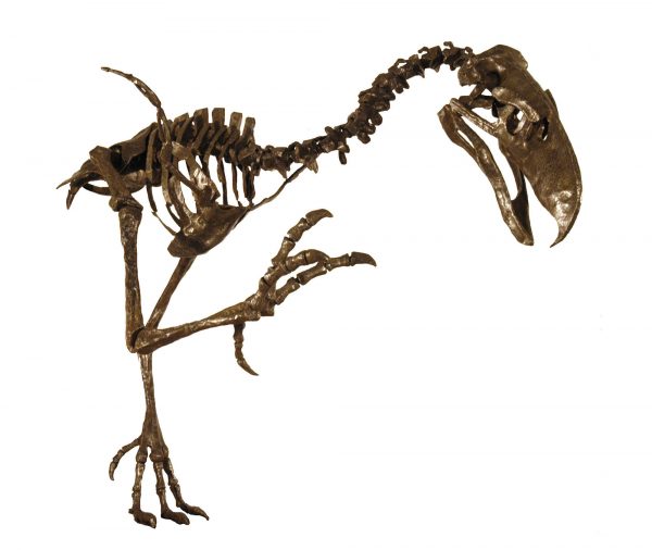 resin skeleton reproduction of terror bird