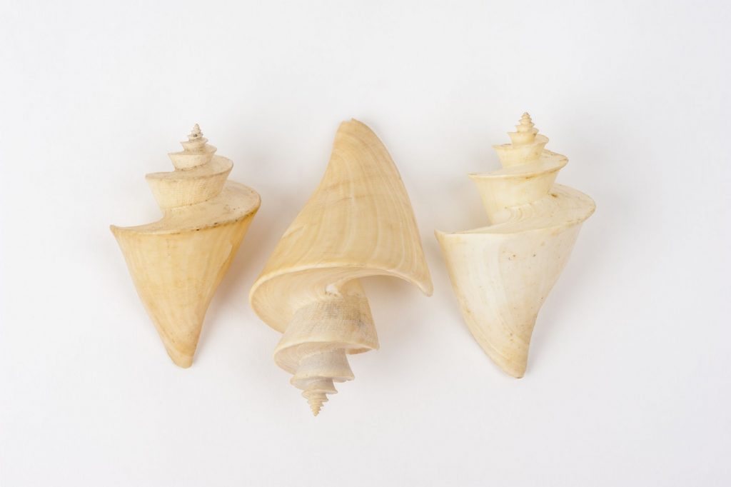 three white shells