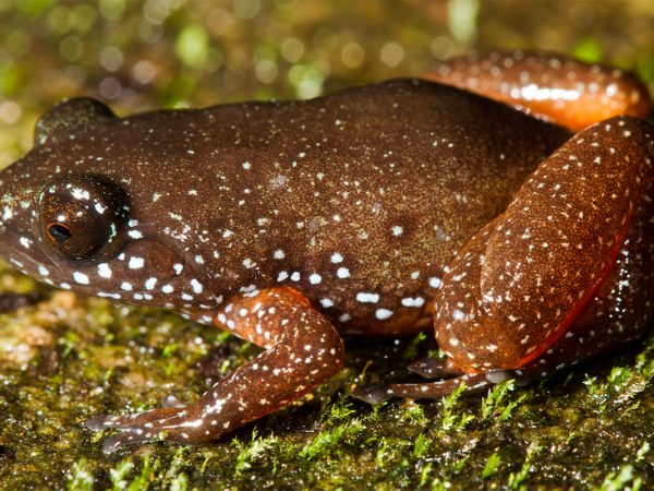 orange-brown frog with white speckles