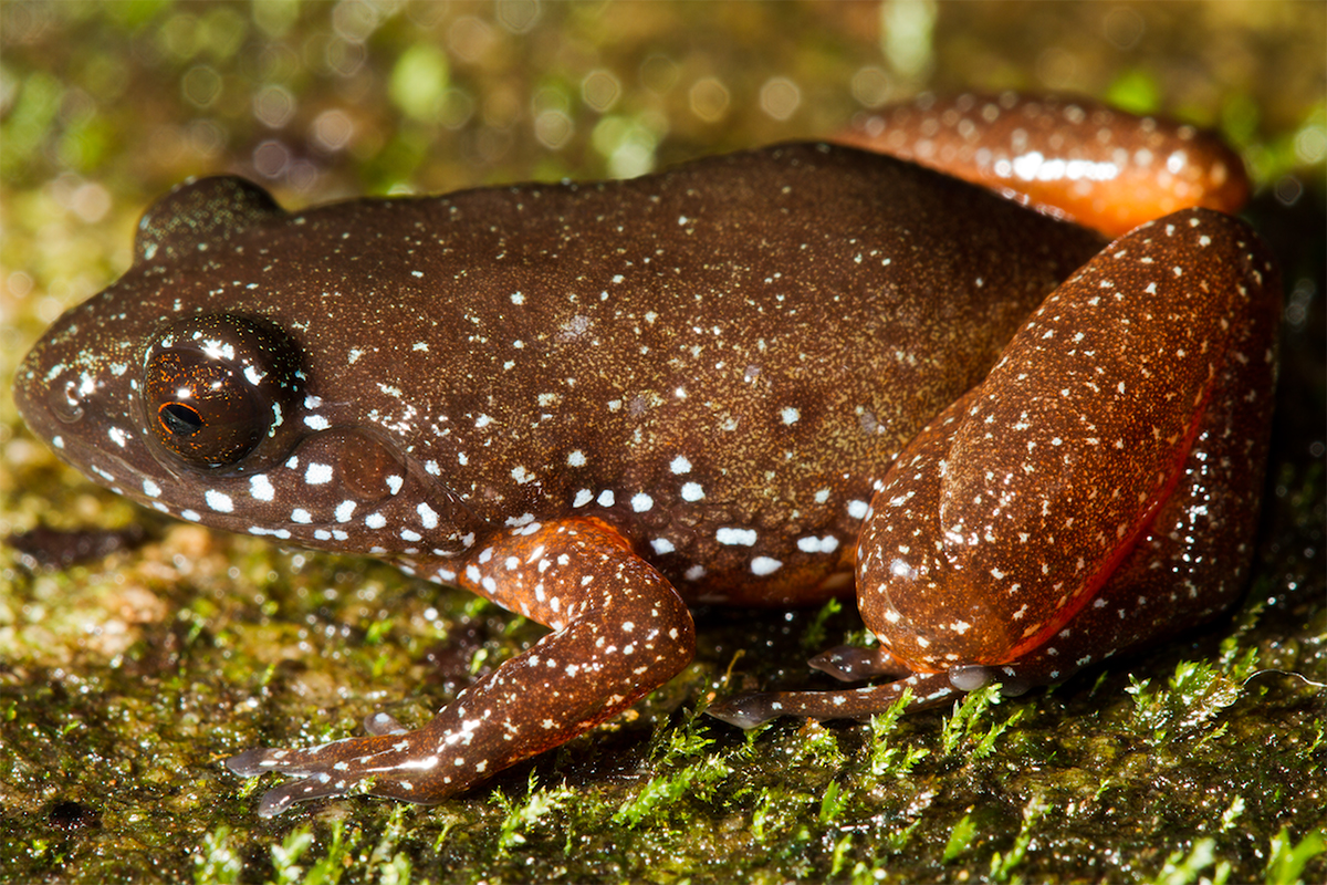 Meet India's starry dwarf frog, lone member of newly discovered