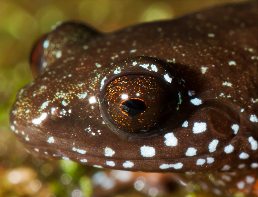 close-up of frog face showing white speckles and glittery flecks