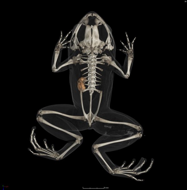 CT image of frog skeleton with snail in abdomen