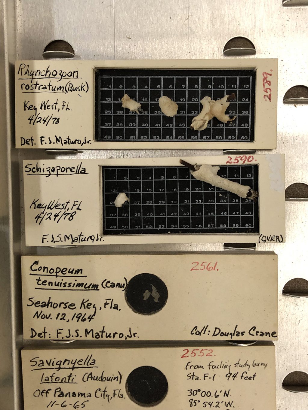 Bryozoa in a drawer