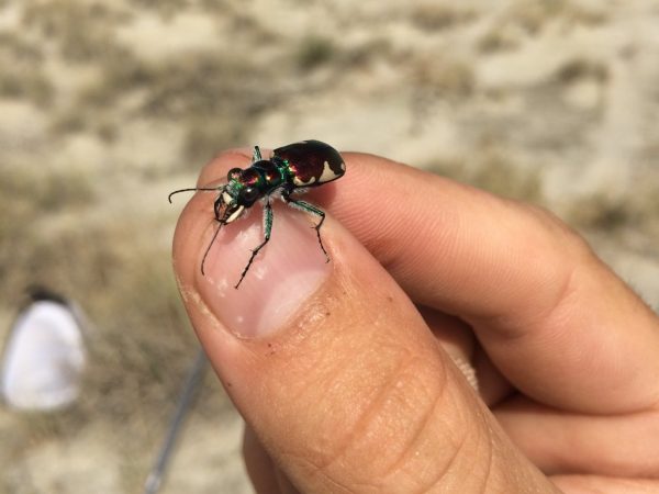 tiger beetle sits atop a scientist's fingers