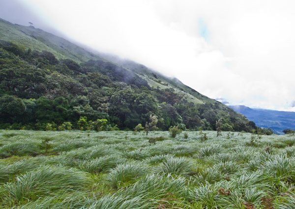 lush hills surrounded by grassland