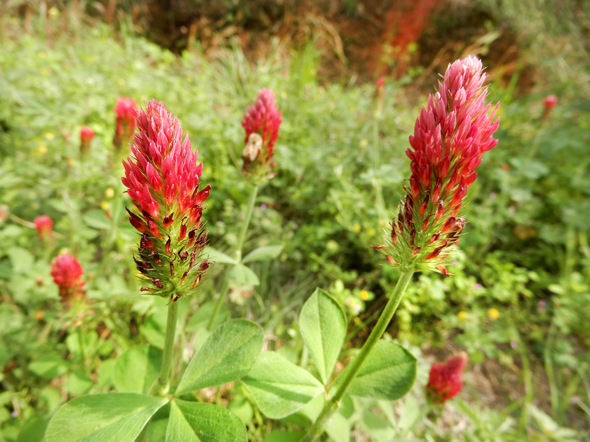 red flowers on clover