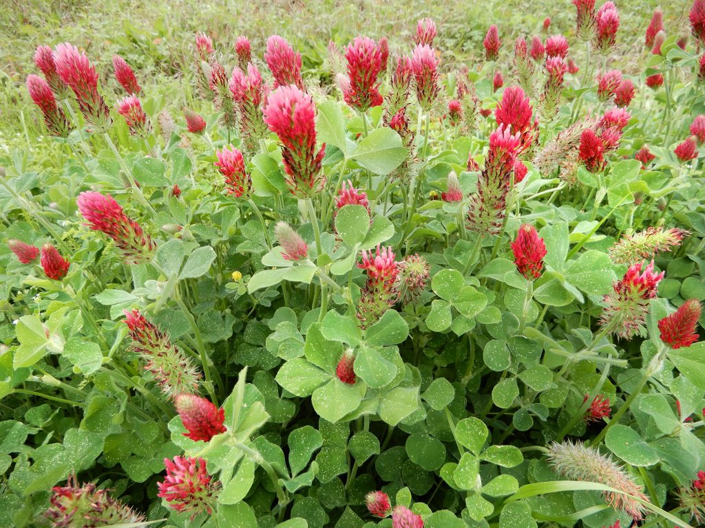 clover with red flowers
