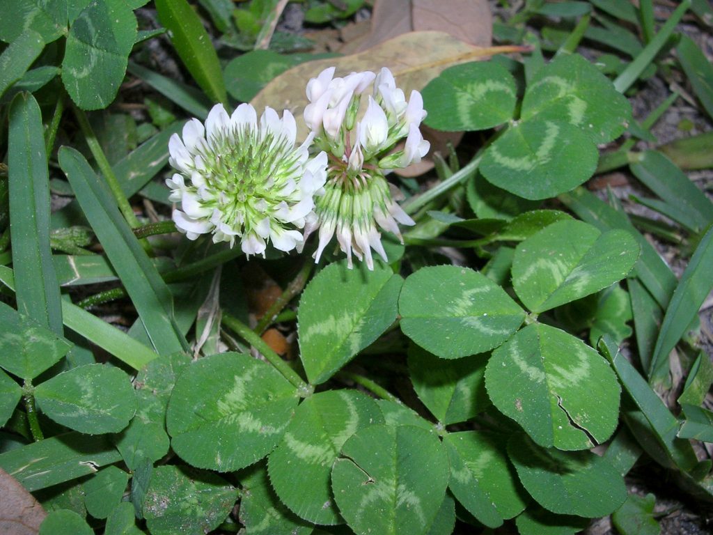 clover with white flowers
