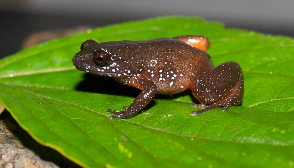 orange-brown frog on green leaf