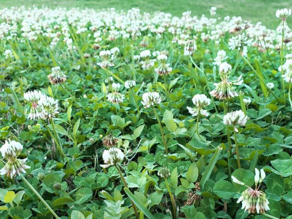 field of white clover