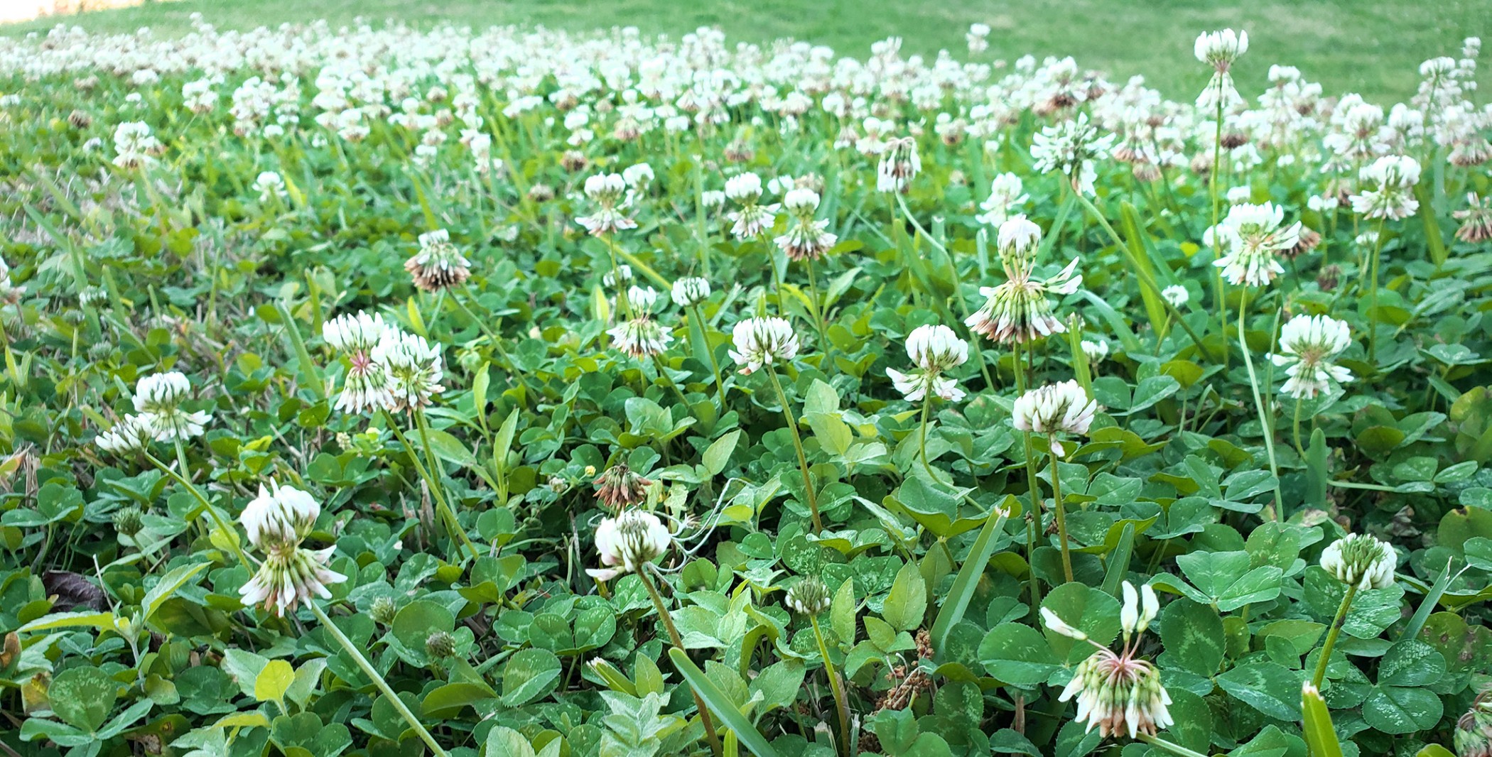 Five Facts Clover in Florida Research News