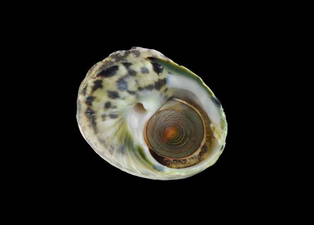 A photo of a snail shell