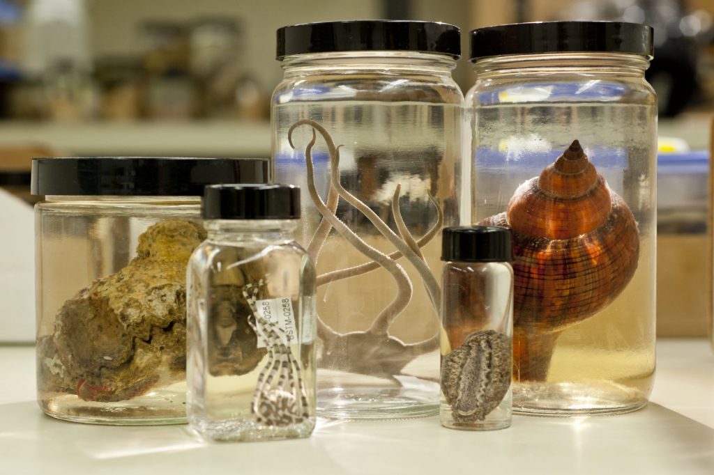 Invertebrate zoology specimens in jars