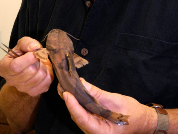 researcher holding a catfish specimen
