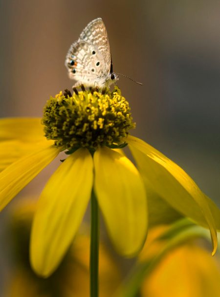 small brown butterfly on large yellow flower