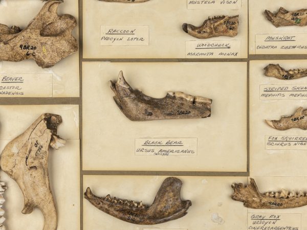 jaw bones of various animals in boxes