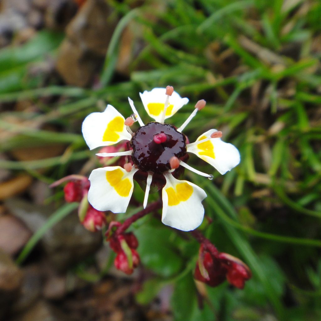 white flower with purple jam-like center