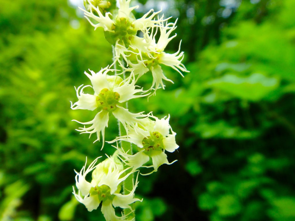 green-white flowers on green stem
