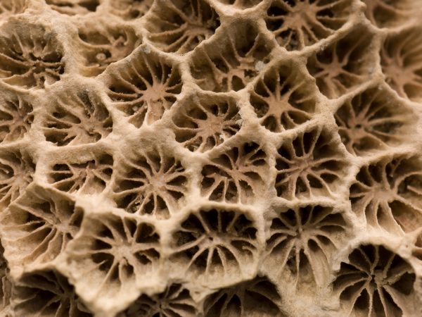 fossilized coral close up