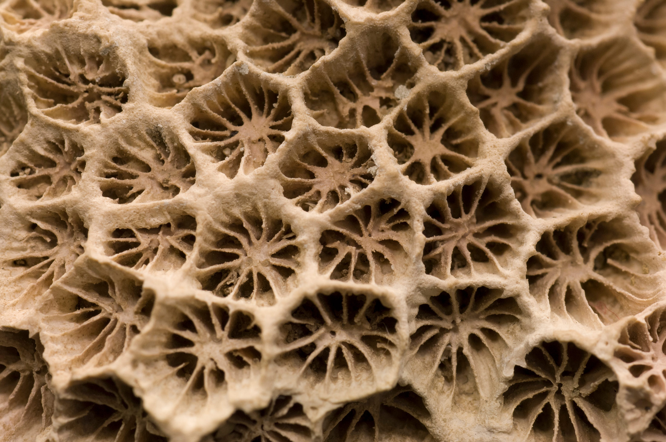 Guantanamo Bay fossils fill research void Research News