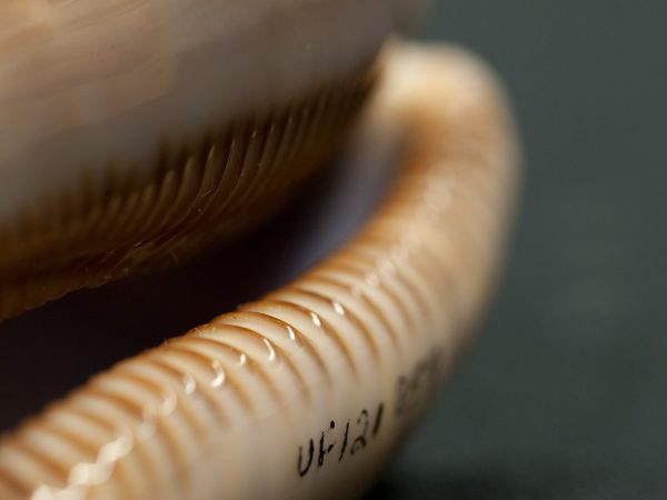 rippled edge of a cowrie shell opening