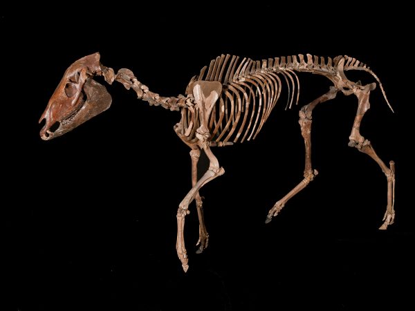 transitional horse from fossil hall exhibit