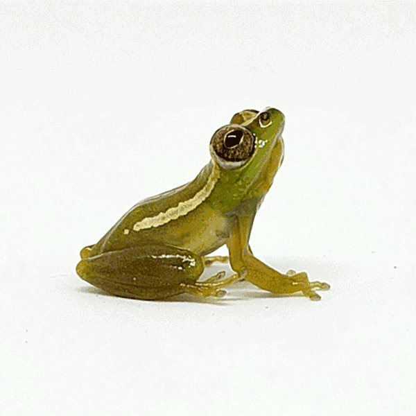 animation of a frog with moving throat