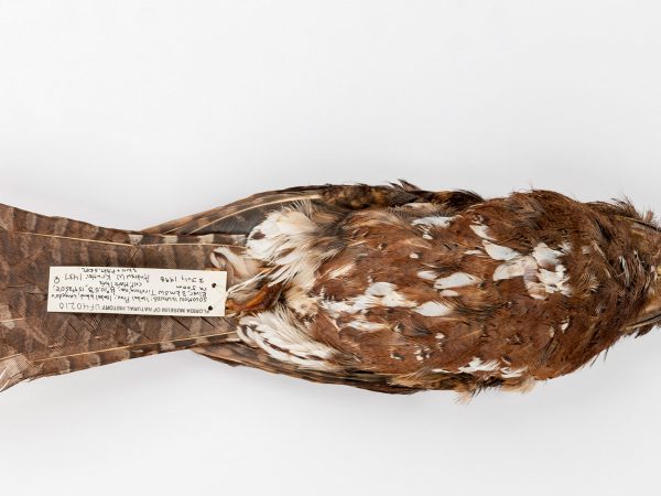 brown bird specimen with collection tag