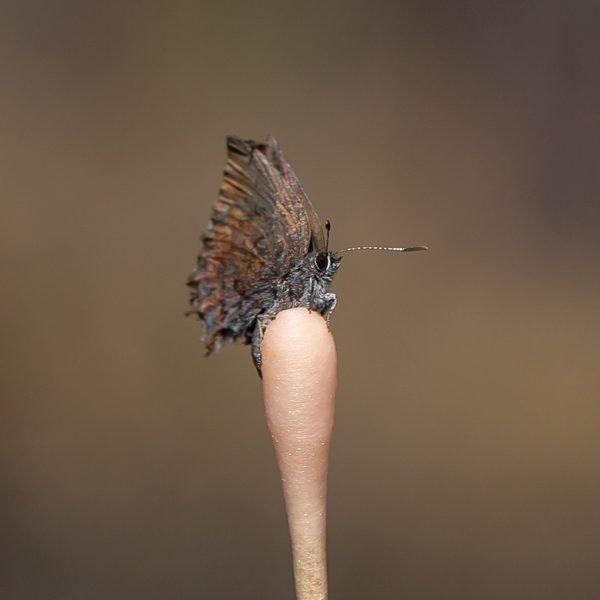 brown butterfly sitting atop cotton swab
