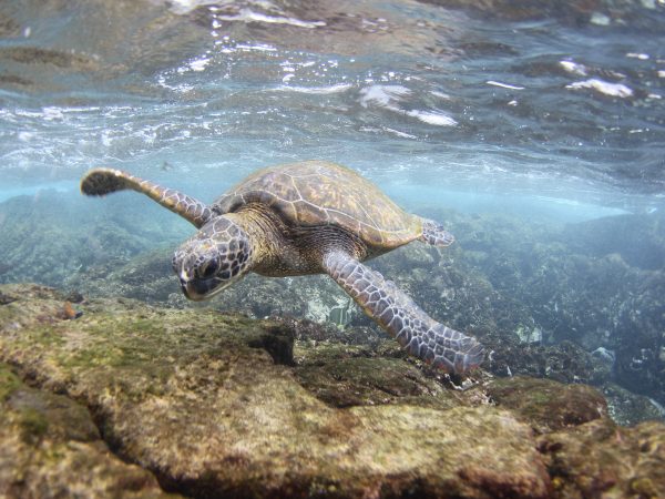 Green sea turtle swimming on reef