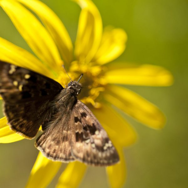 A small, brown butterfly rests on a yellow flower