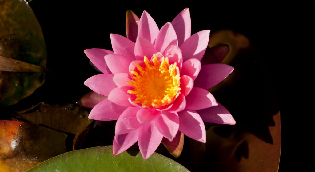 pink lily against dark water