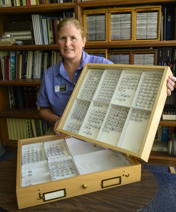 woman holds display boxes of tiny moths