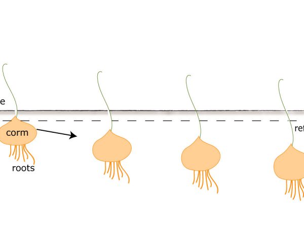 graphic showing plant descending deeper into soil