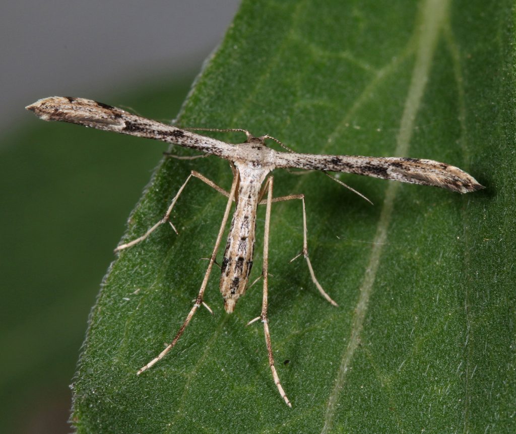 moth perched on green plant