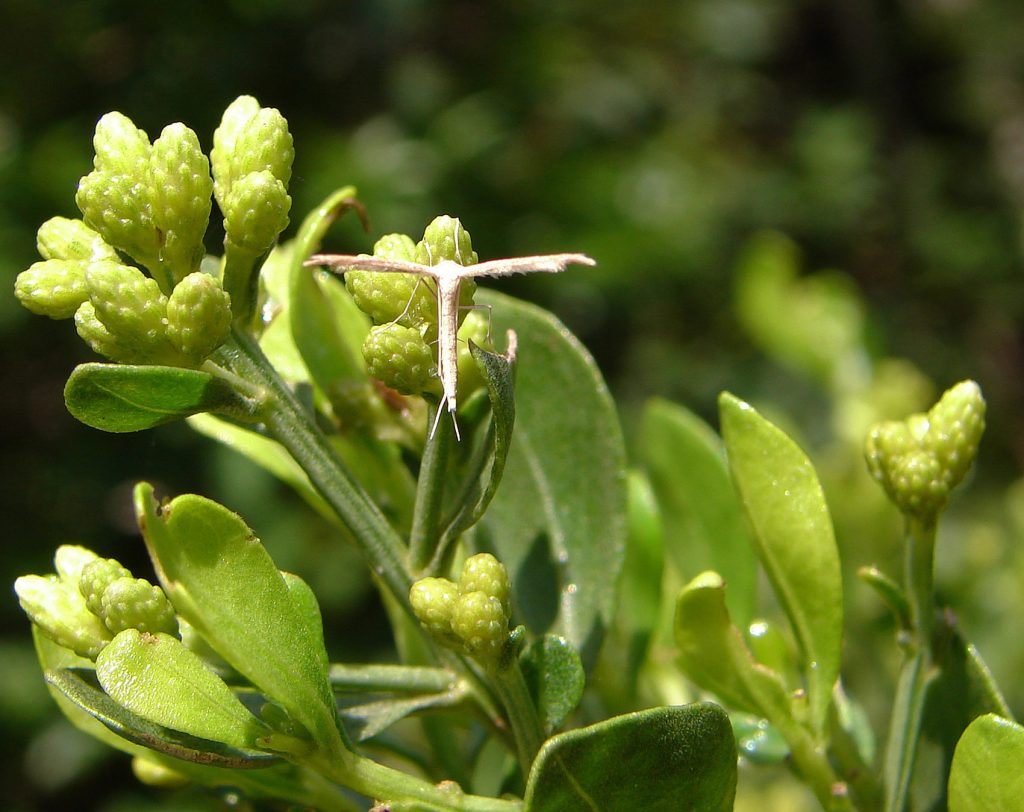 white moth perched on plant