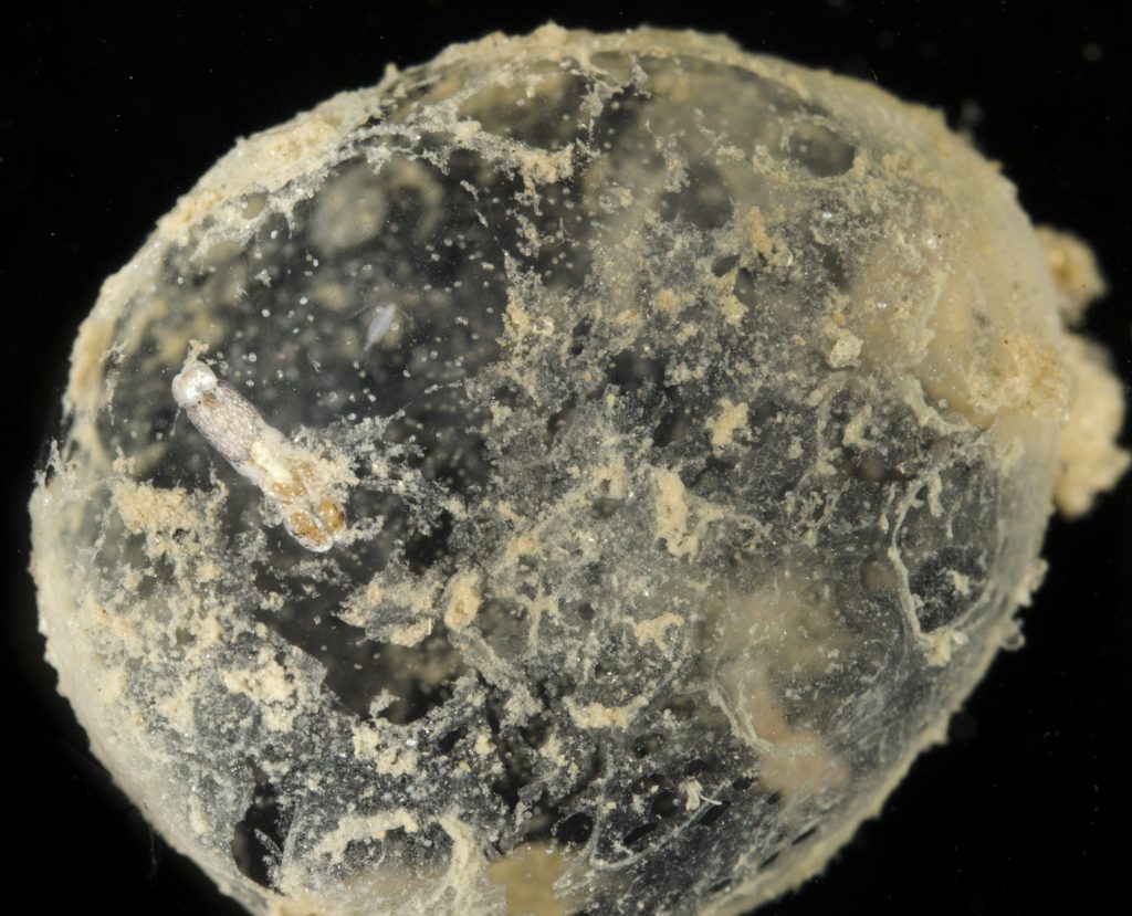 translucent blob of egg mass with slug inside