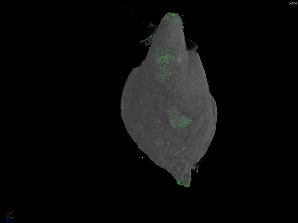 rotating CT scans of plant bulb