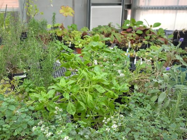 plants in the mint family on tables in a green house
