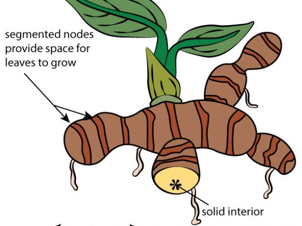 graphic showing a plant with rhizomes