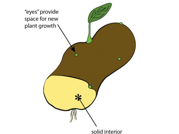 graphic showing cross-section of a tuber