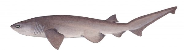 illustration of bluntnose sixgill shark